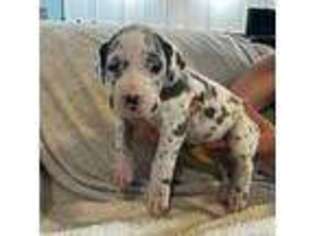 Great Dane Puppy for sale in Indiana, PA, USA
