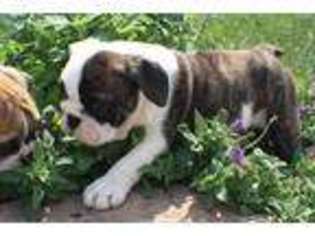 Bulldog Puppy for sale in Platte City, MO, USA