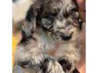 Australian Shepherd Puppy for sale in Kingman, AZ, USA
