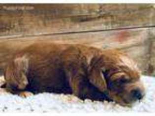 Goldendoodle Puppy for sale in Watertown, WI, USA
