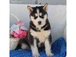 Siberian Husky Puppy for sale in Narvon, PA, USA