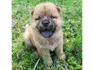 Chow Chow Puppy for sale in Harlingen, TX, USA