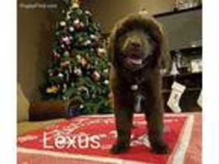 Newfoundland Puppy for sale in Rushsylvania, OH, USA