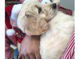 Goldendoodle Puppy for sale in Mc Calla, AL, USA