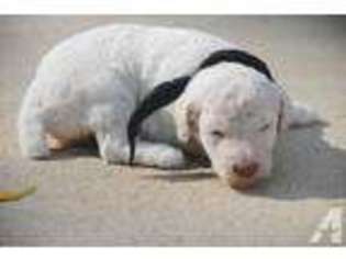 Mutt Puppy for sale in AUBURN, AL, USA