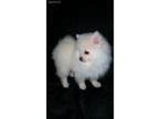 Pomeranian Puppy for sale in Union City, NJ, USA