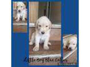 Golden Retriever Puppy for sale in Astatula, FL, USA