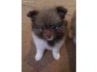 Pomeranian Puppy for sale in Monroe, NC, USA