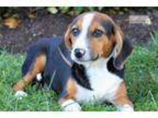 Beagle Puppy for sale in Harrisburg, PA, USA
