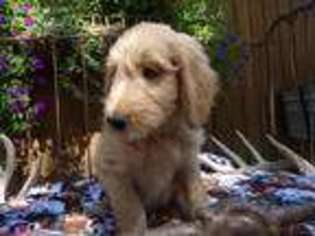 Goldendoodle Puppy for sale in Mc Louth, KS, USA
