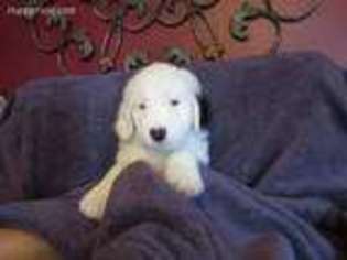 Old English Sheepdog Puppy for sale in Marengo, IL, USA