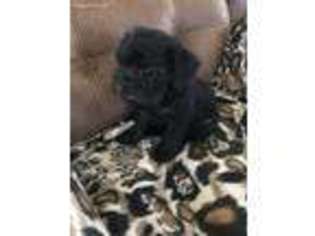Affenpinscher Puppy for sale in Broaddus, TX, USA