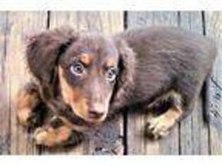 Dachshund Puppy for sale in Conroe, TX, USA