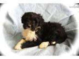 Portuguese Water Dog Puppy for sale in Fort Worth, TX, USA