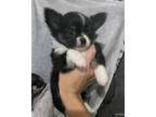 Chihuahua Puppy for sale in Charleston, ME, USA