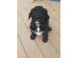 Buggs Puppy for sale in Barre, MA, USA