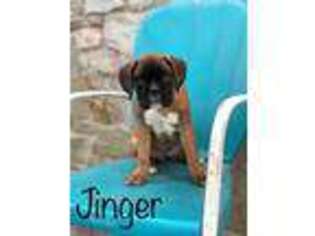Boxer Puppy for sale in Gordonville, PA, USA
