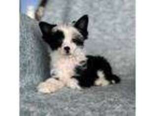 Chinese Crested Puppy for sale in Unknown, , USA