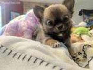 Chihuahua Puppy for sale in Valley Center, CA, USA