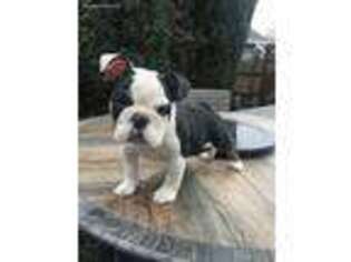 Bulldog Puppy for sale in Suisun City, CA, USA