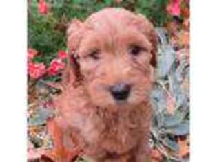 Goldendoodle Puppy for sale in Memphis, MO, USA