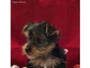 Yorkshire Terrier Puppy for sale in Montevallo, AL, USA