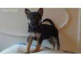 German Shepherd Dog Puppy for sale in Charlemont, MA, USA