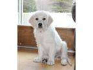 Golden Retriever Puppy for sale in Webberville, MI, USA