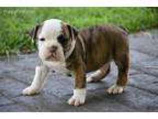 Olde English Bulldogge Puppy for sale in Neosho, MO, USA