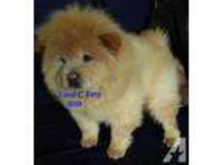 Chow Chow Puppy for sale in BRUNER, MO, USA