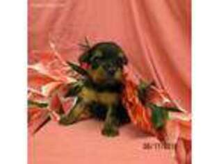Yorkshire Terrier Puppy for sale in Morgantown, KY, USA