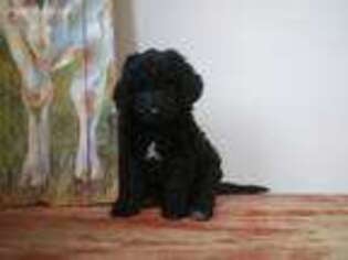 Labradoodle Puppy for sale in Elkader, IA, USA