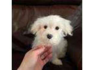 Maltese Puppy for sale in Lowell, MA, USA