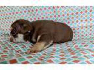 Bulldog Puppy for sale in Waycross, GA, USA