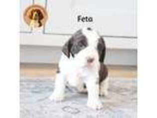 English Springer Spaniel Puppy for sale in Guys Mills, PA, USA