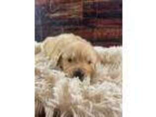 Golden Retriever Puppy for sale in Borger, TX, USA