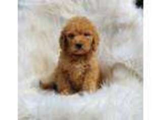 Goldendoodle Puppy for sale in Everton, AR, USA