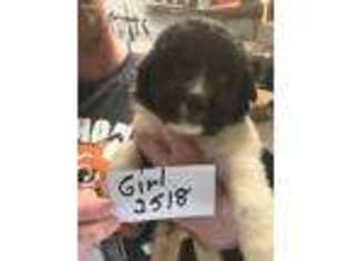 Newfoundland Puppy for sale in Ada, OK, USA