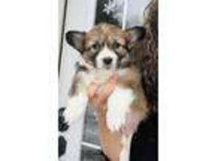 Pembroke Welsh Corgi Puppy for sale in Carson City, MI, USA