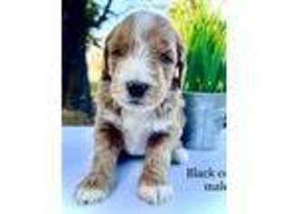 Goldendoodle Puppy for sale in Albany, GA, USA