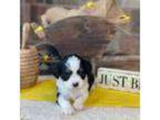 Cavapoo Puppy for sale in Wharton, TX, USA