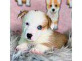 Pembroke Welsh Corgi Puppy for sale in Florissant, MO, USA