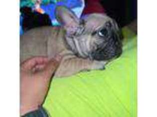 French Bulldog Puppy for sale in Carrboro, NC, USA