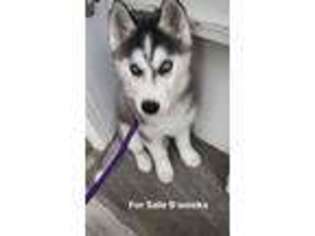 Siberian Husky Puppy for sale in Chicago, IL, USA