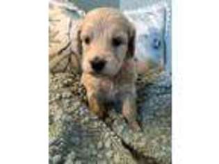 Goldendoodle Puppy for sale in Andover, KS, USA