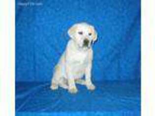 Labrador Retriever Puppy for sale in Baltic, OH, USA