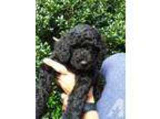 Mutt Puppy for sale in FRANKLIN, NC, USA