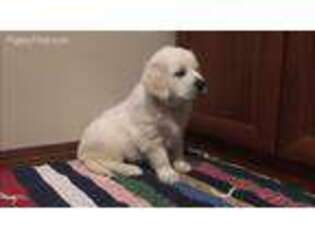 Golden Retriever Puppy for sale in Herkimer, NY, USA