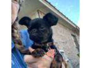 Brussels Griffon Puppy for sale in Orange Grove, TX, USA