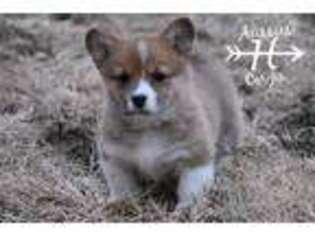 Pembroke Welsh Corgi Puppy for sale in Arma, KS, USA